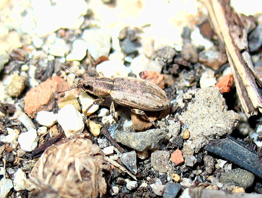 E questo?? Sitona humeralis?